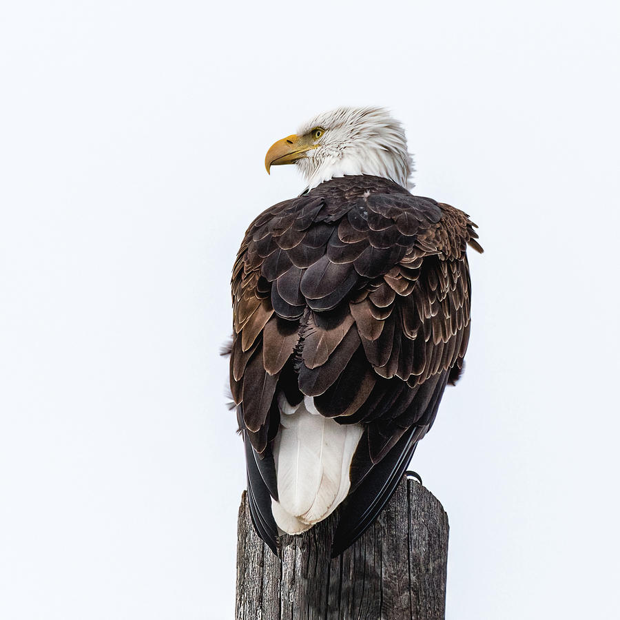 Bald Eagle On A Winter Day Photograph by Yeates Photography