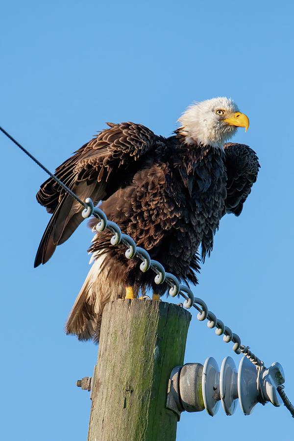 Bald Eagle on an Electric Pole. Photograph by Bradford Martin
