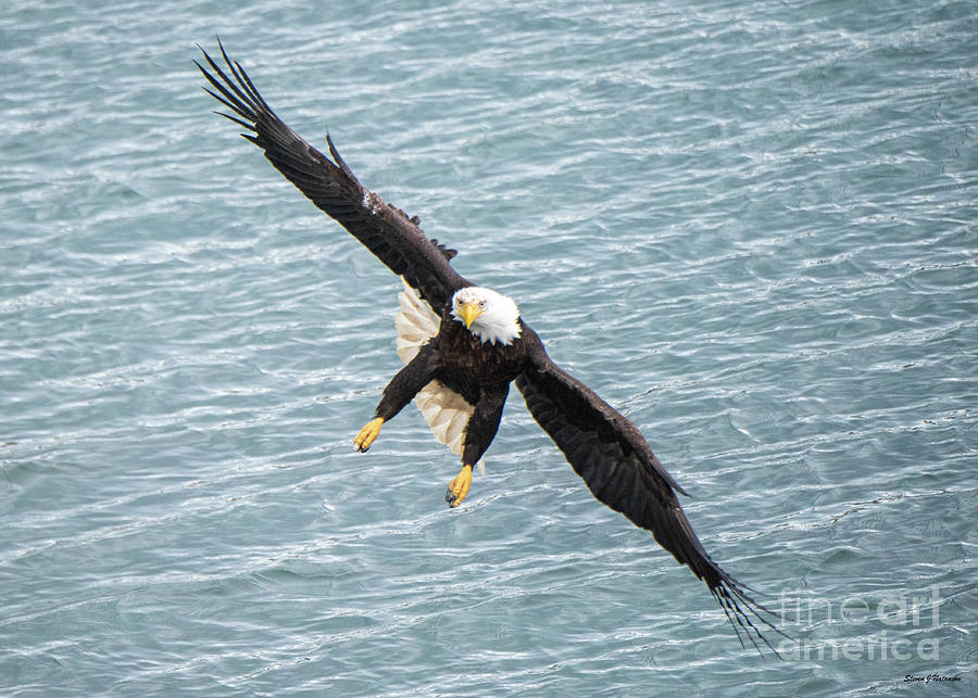 Bald Eagle on Approach Photograph by Steven Natanson