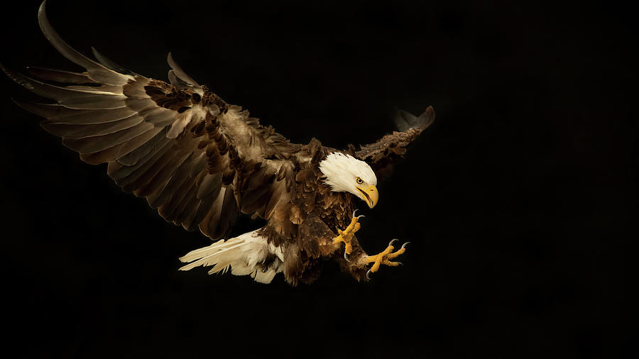 Bald Eagle On Black Photograph by CR Courson