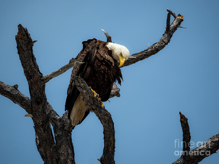 Bald Eagle On Branch In Florida Photograph
