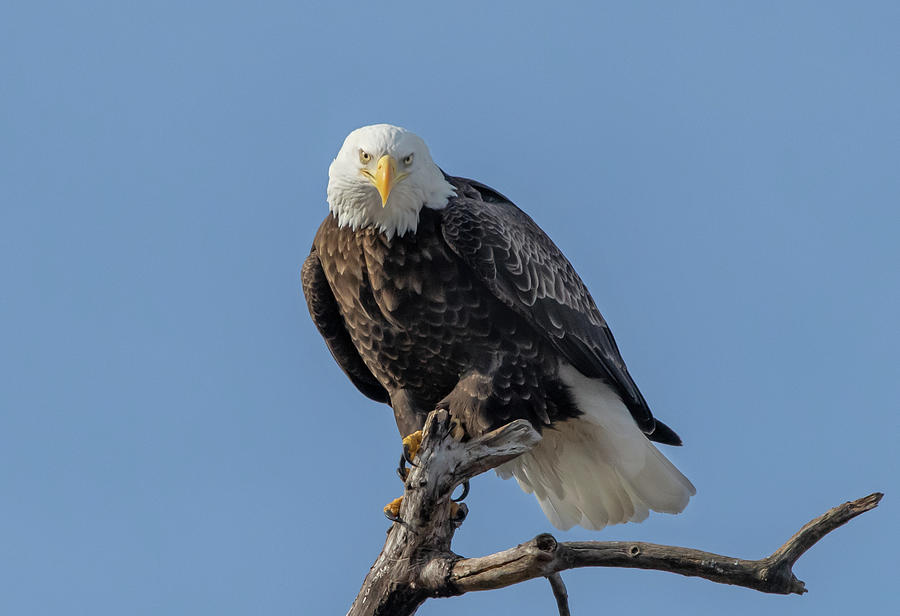 Bald eagle on branch Photograph by Mark Scarlett - Fine Art America