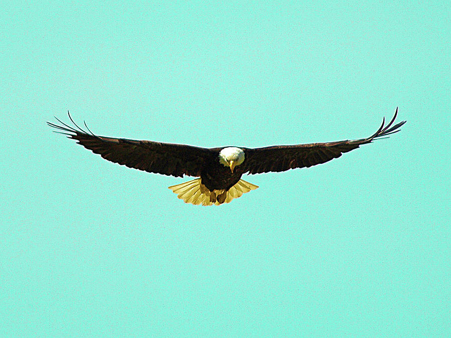 Bald Eagle On Bright Sky Photograph by David Desautel