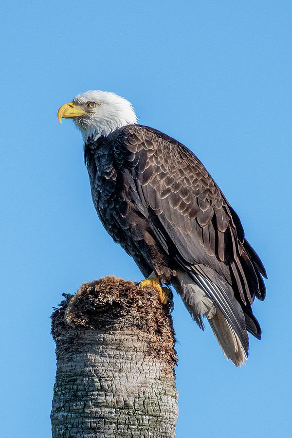 Bald Eagle on Dead Sable Palm Photograph by Bradford Martin