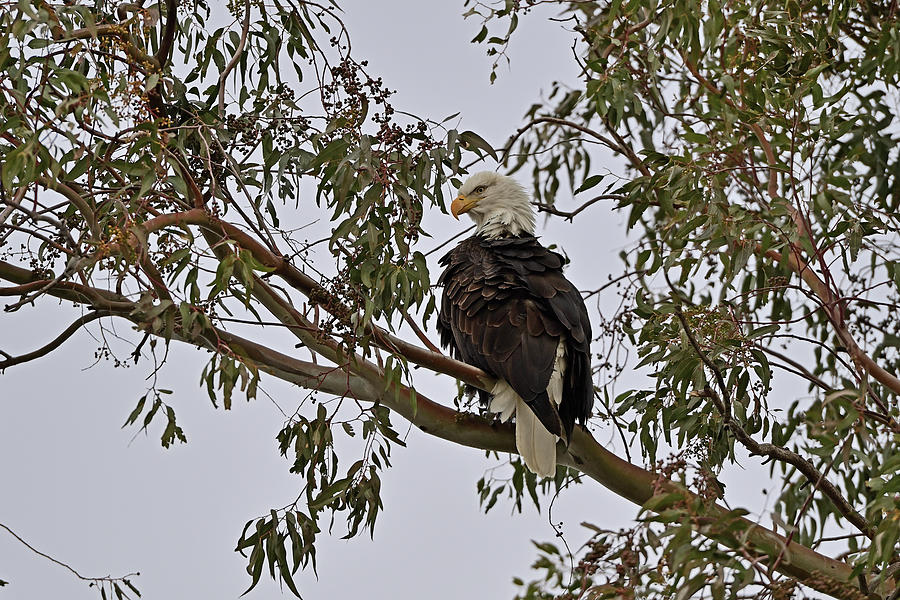 Bald Eagle on Eucalyptus Branch - Sacramento NWR Photograph by Amazing Action Photo Video