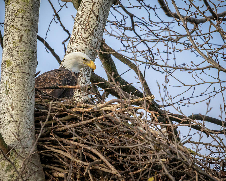 Bald Eagle On Guard Photograph by Chris Dutton - Fine Art America