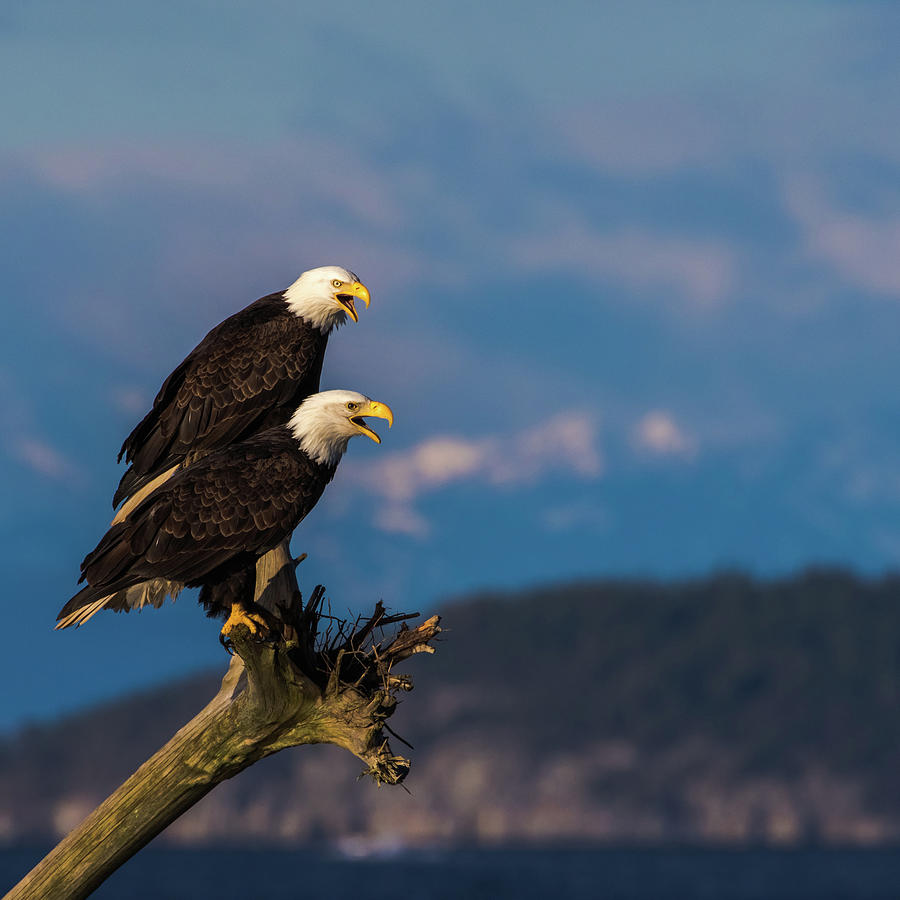 Bald Eagles on guard Photograph by Michelle Pennell