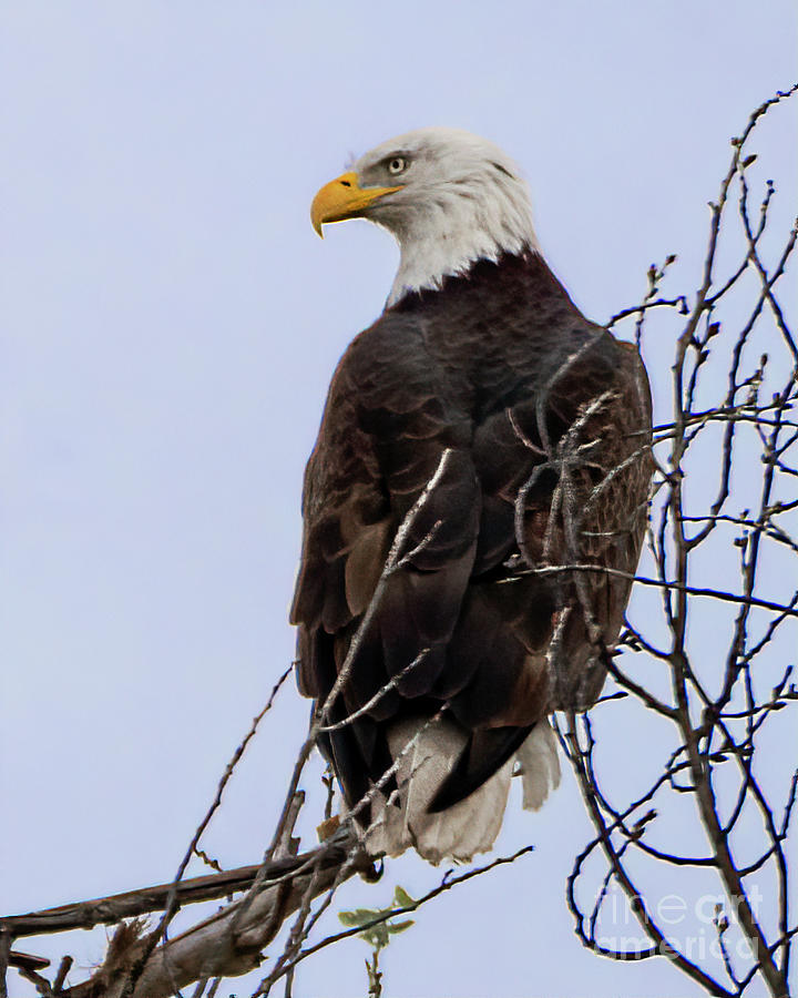 Bald Eagle On Guard Photograph by Priscilla Burgers