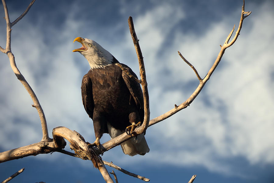 Bald Eagle On Limb Photograph by David Garcia-Costas