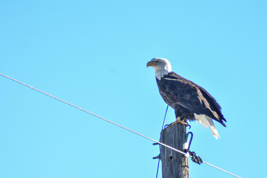 Bald Eagle on Lookout Photograph by Ed Stokes - Pixels