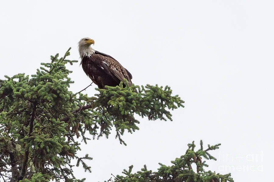 Bald Eagle Photograph - Bald Eagle on Lookout Perch in Sitka by Nancy Gleason