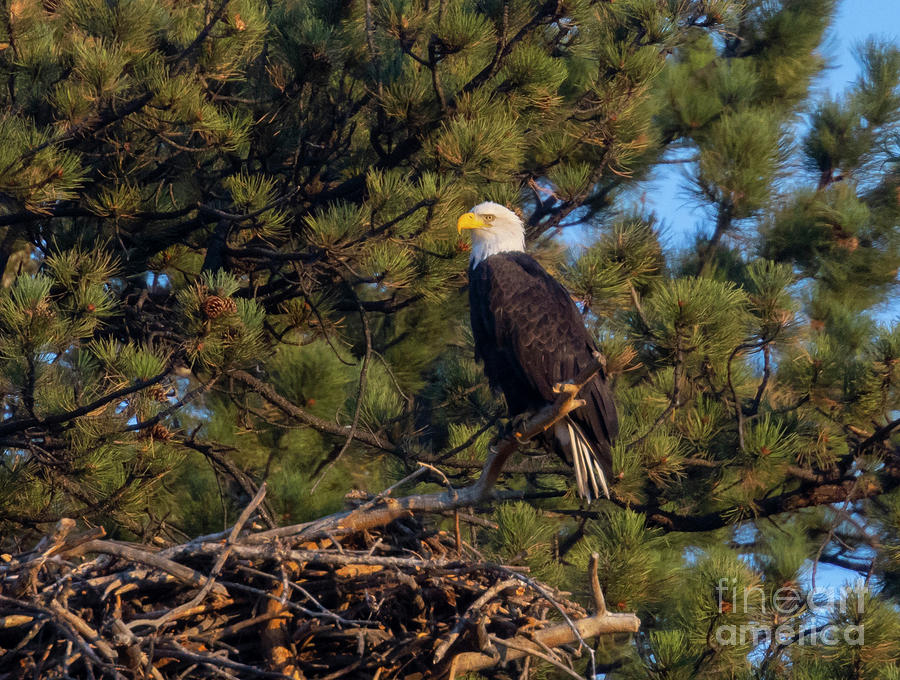 Bald Eagle On Nest Photograph