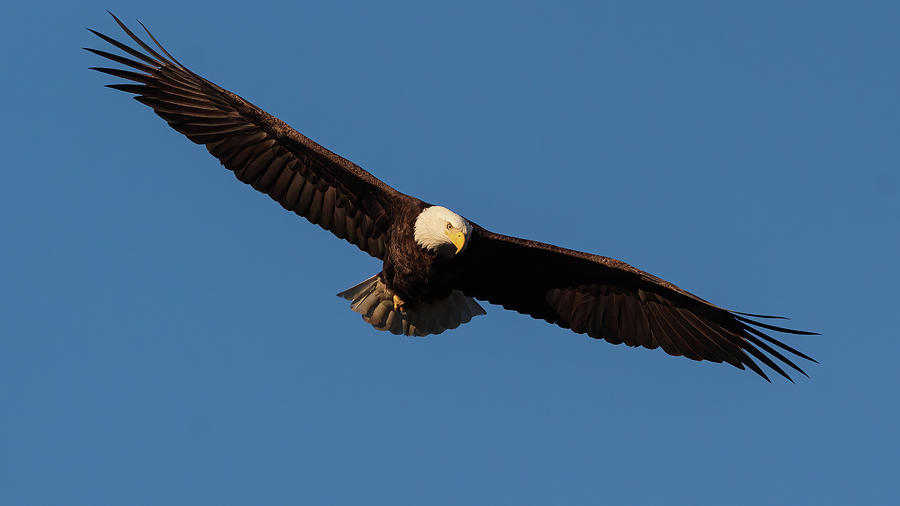 Bald Eagle - On The Hunt Photograph by Chad Meyer