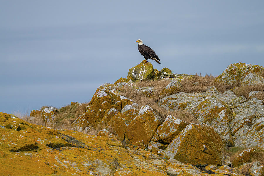 Bald Eagle On The Rocks Photograph by Bill Cubitt