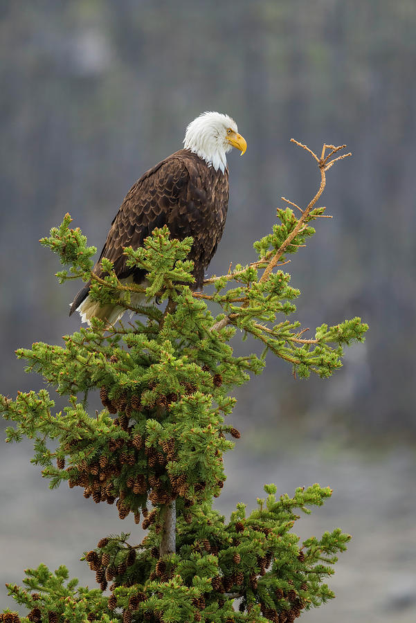 Bald Eagle on Top of Spruce Photograph by Bill Cubitt