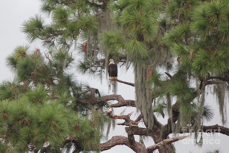 Bald Eagle on Tree Photograph by David Grant