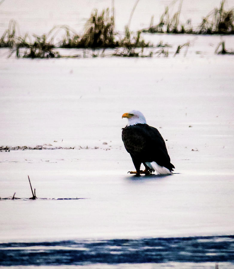 Bald Eagle on TuleLake Photograph by Dr Janine Williams