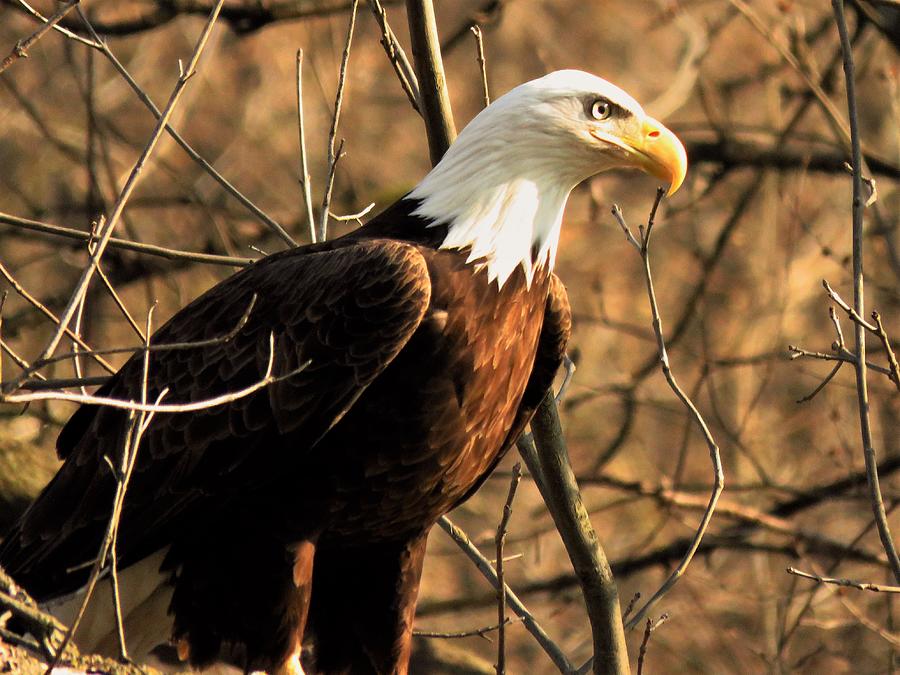 Bald Eagle on Watch  Photograph by Lori Frisch