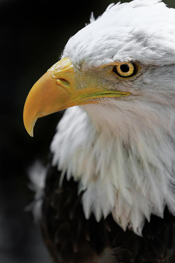 Bald Eagle On Watch Photograph by Wes and Dotty Weber - Fine Art America