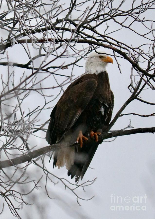 Bald Eagle on Winter Branch Photograph by Carol Groenen