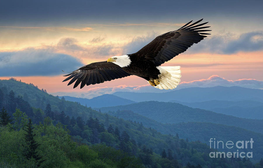 Bald Eagle Over Blue Ridge Mountains Mixed Media by Sandi OReilly
