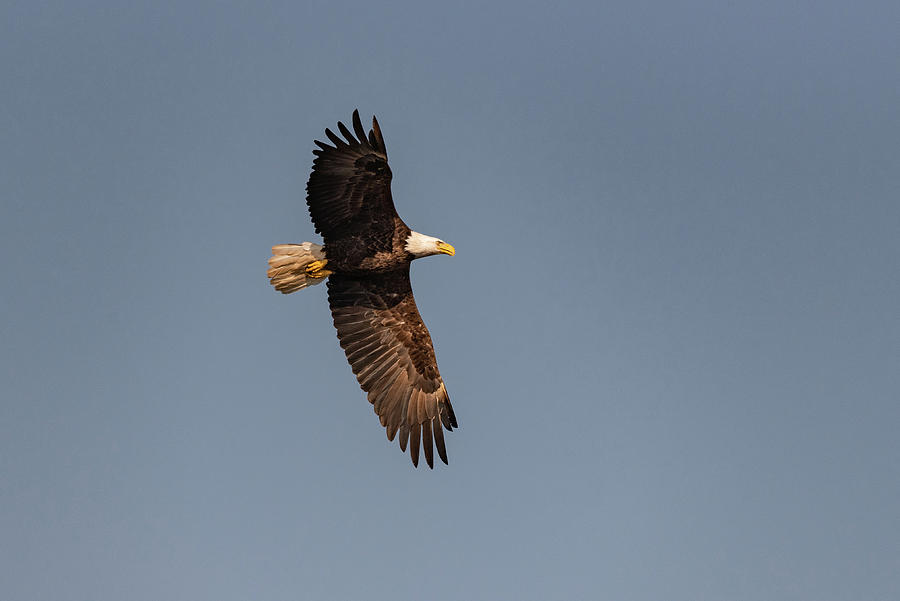 Bald eagle over Camelot Photograph by Gary Eason