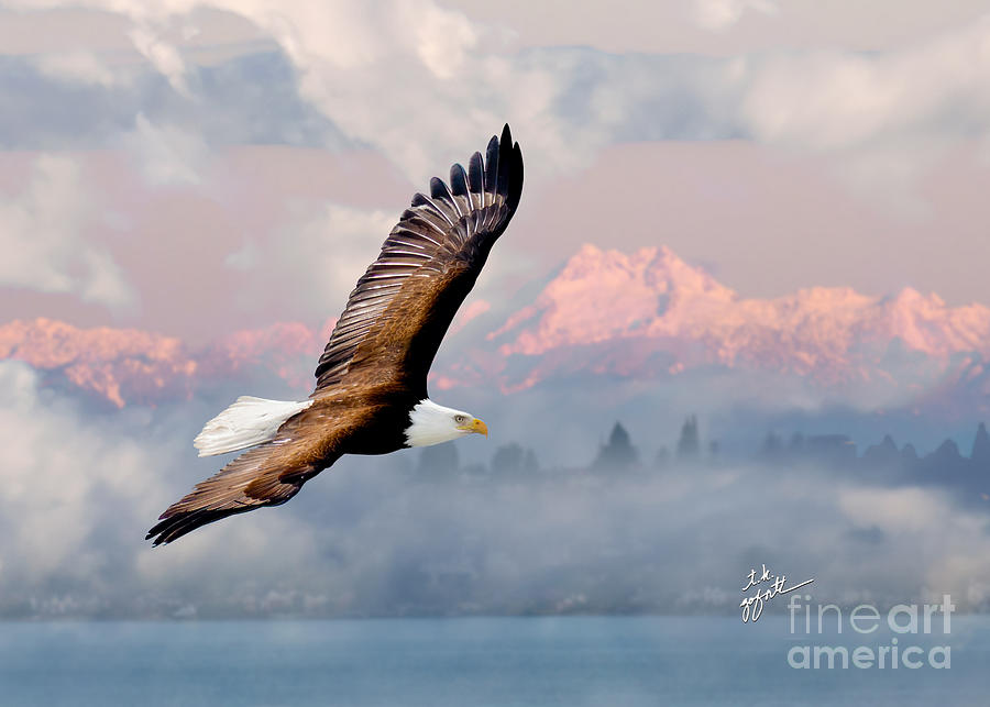 Bald Eagle Over The Olympics Photograph by TK Goforth