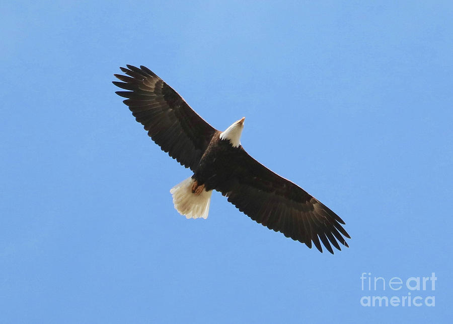 Bald Eagle Overhead Photograph by Carol Groenen