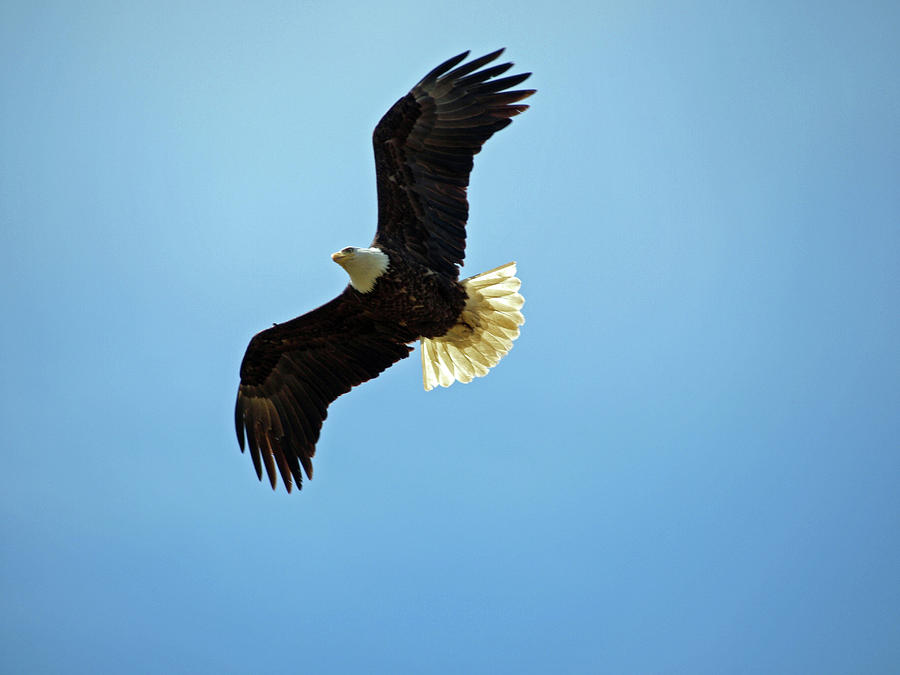 Bald Eagle Overhead Photograph by David Desautel