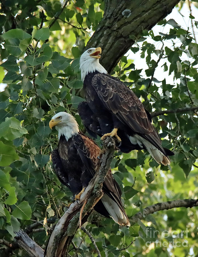 Bald Eagle Pair 154, Indiana Photograph by Steve Gass - Pixels