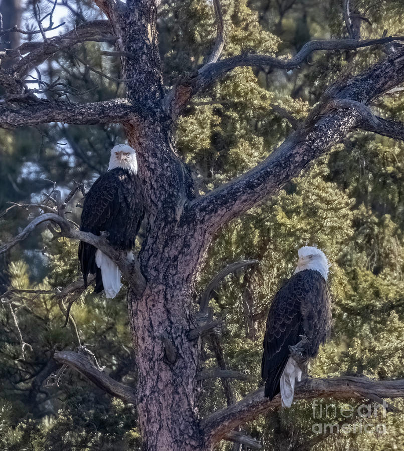 Bald Eagle Pair In Eleven Mile Canyon Photograph