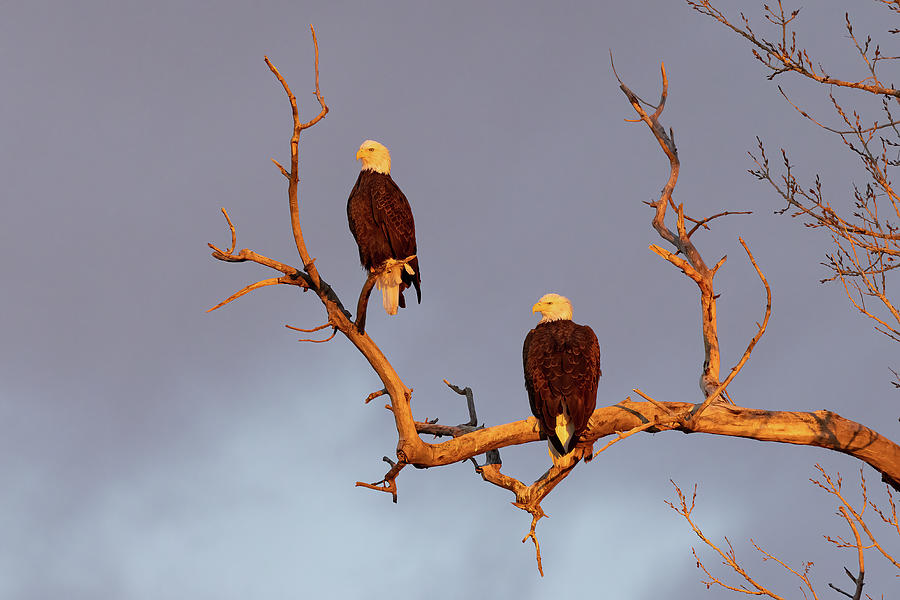 Bald Eagle Pair in the Golden Light of Dawn Photograph by Tony Hake
