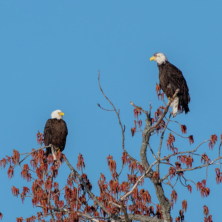 Bald Eagle Pair Photograph by Ken Stampfer
