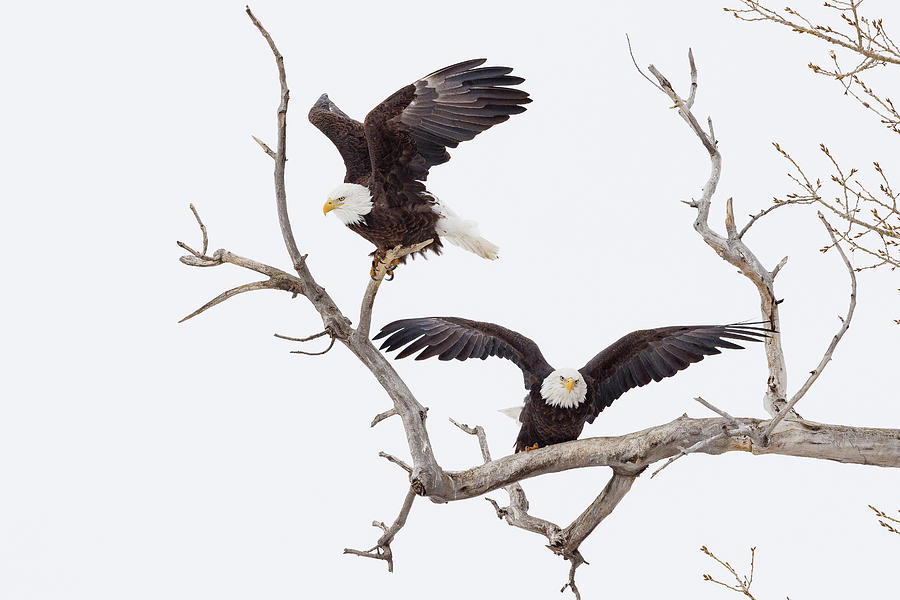 Bald Eagle Pair Launches Into Action Photograph