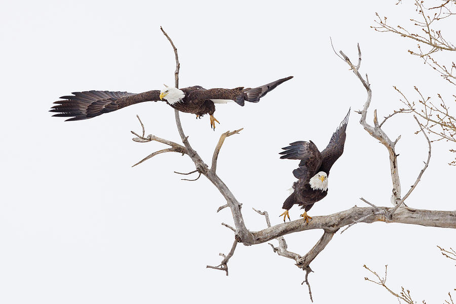 Bald Eagle Pair Lifts Off Photograph
