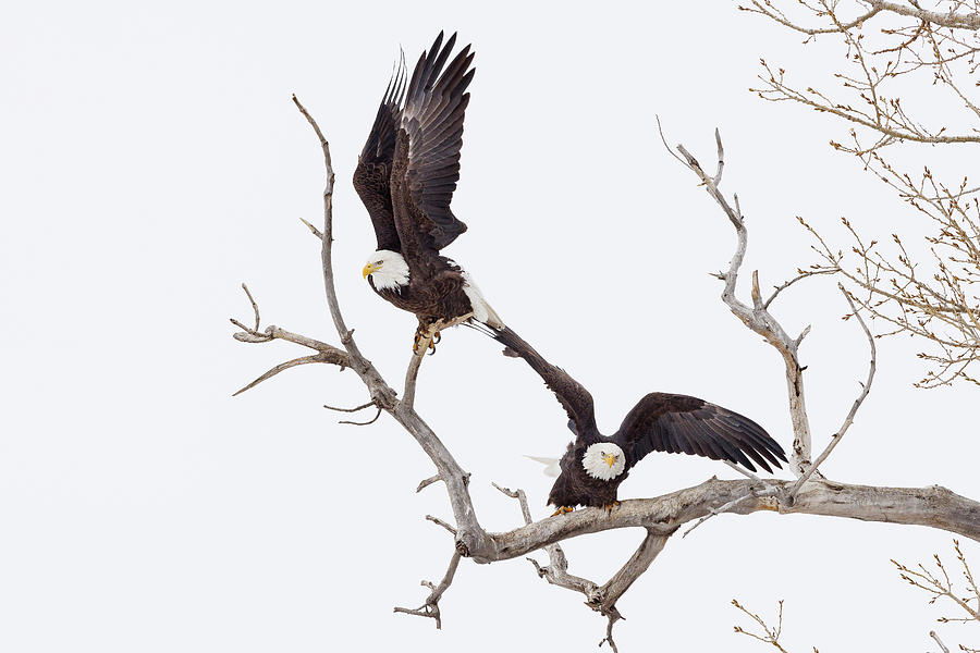Bald Eagle Pair Lifts Their Wings Photograph