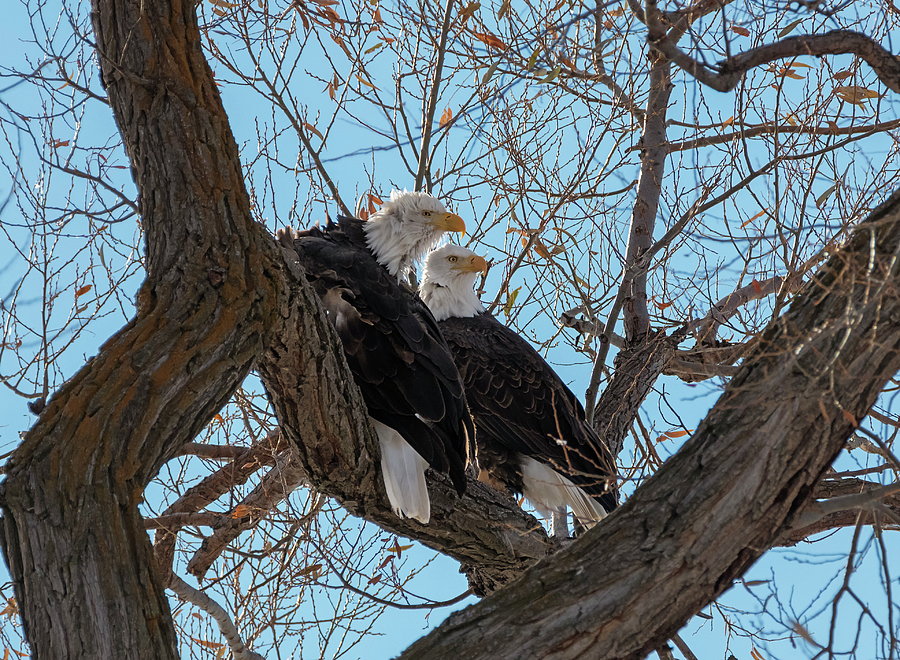 Bald Eagle Pair Photograph by Loree Johnson