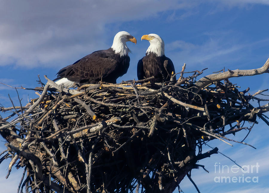 Bald Eagle Pair Moment Photograph by Steven Krull