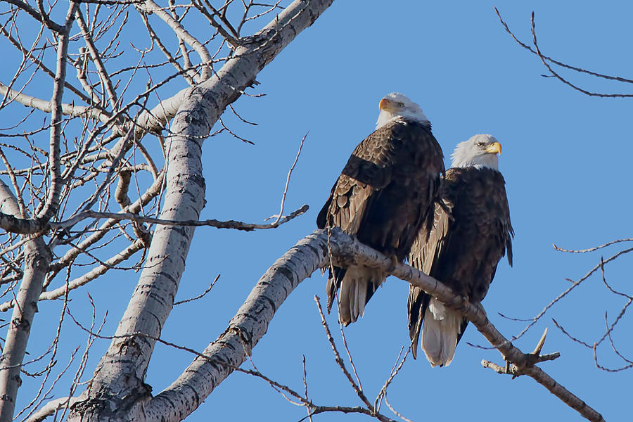 Bald Eagle Pair Photograph by Nikolyn McDonald