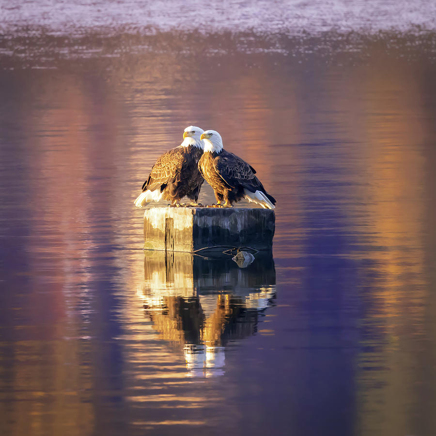 Bald Eagle Pair on River Piling Photograph by Patti Deters