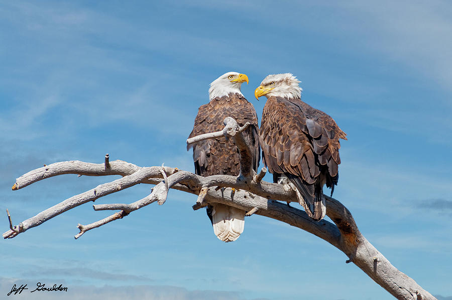 Bald Eagle Pair Perched in a Dead Tree Photograph by Jeff Goulden
