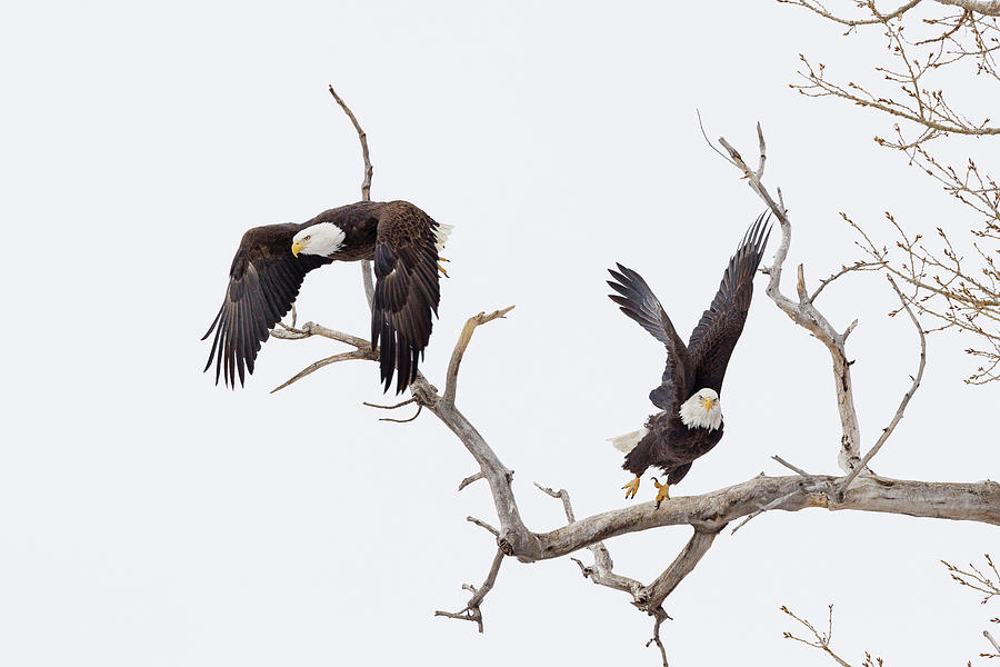 Bald Eagle Pair Takes Flight Photograph