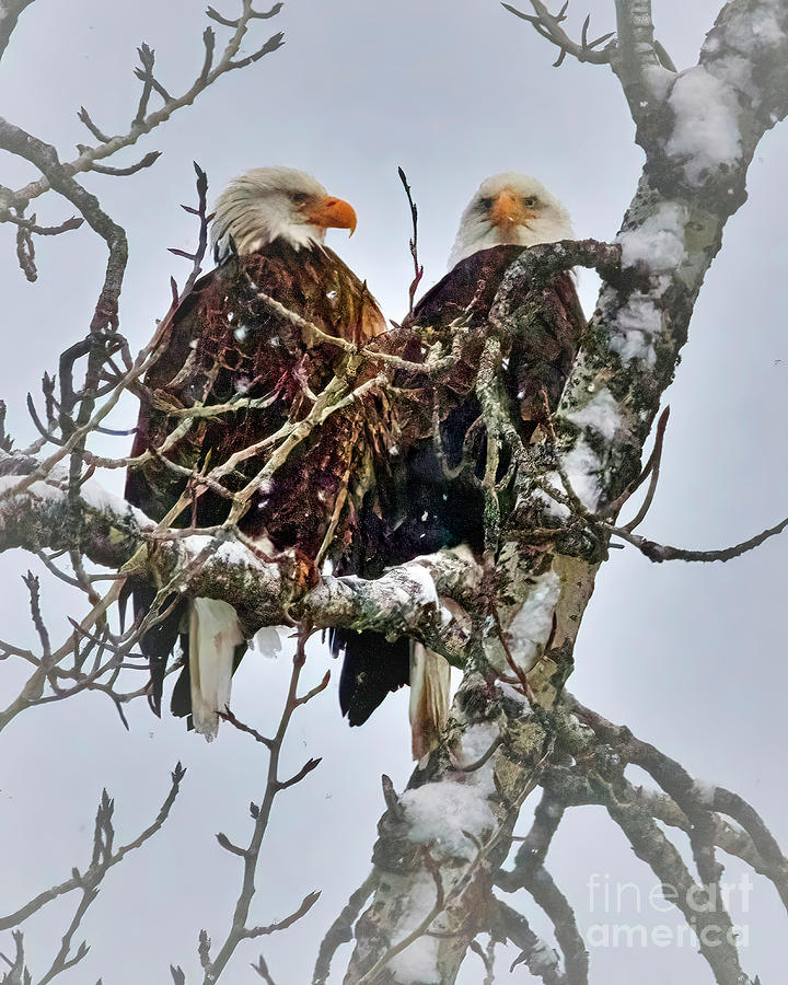 Bald Eagle Pair Photograph by Thomas Nay
