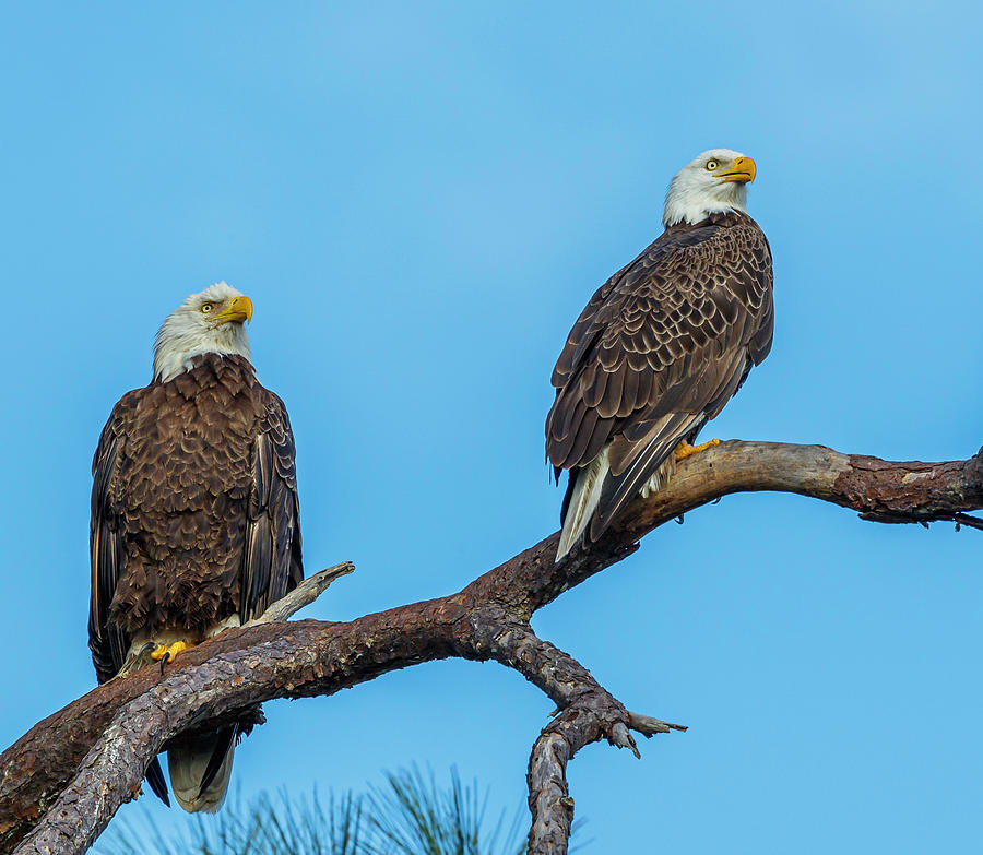 Bald Eagle Pair Bald Eagle Nesting All You Need To Know XYXWD bald-eagle-pair-bald-eagle-nesting-all-you-need-to-know-xyxwd