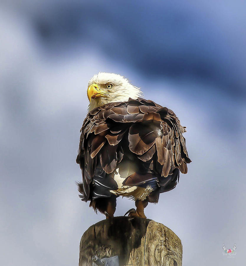 Bald Eagle Photograph by Pam Rendall