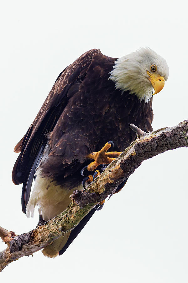 Bald Eagle Perch Photograph by David Jolly - Fine Art America