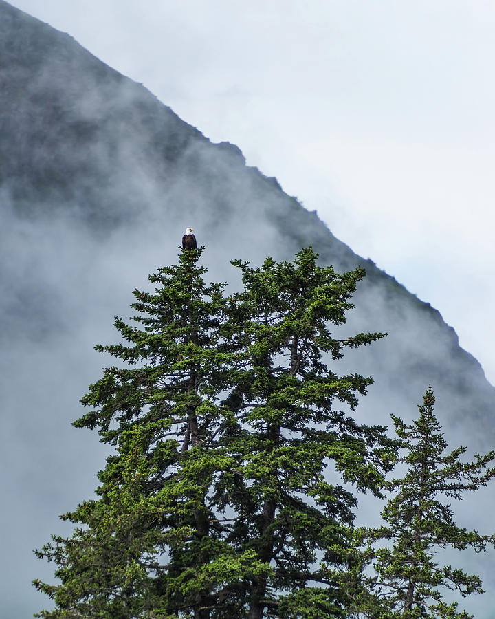 Bald Eagle Perch Photograph by Travel Quest Photography