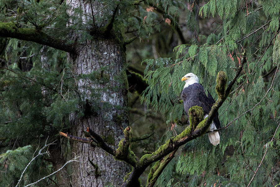 Bald Eagle Perched above Harrison River Photograph by Michael Russell