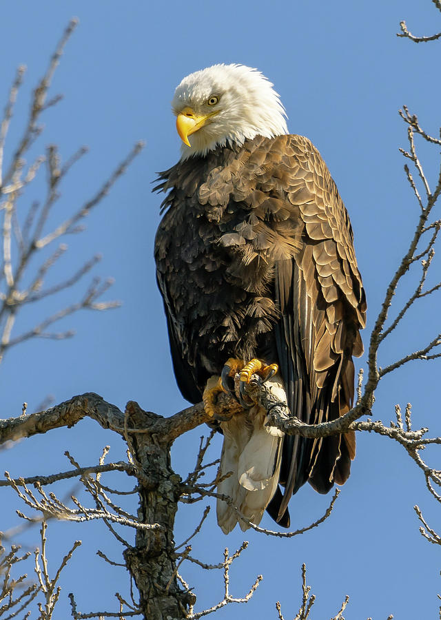 Bald Eagle perched above his nest with great vigilance Photograph by ...