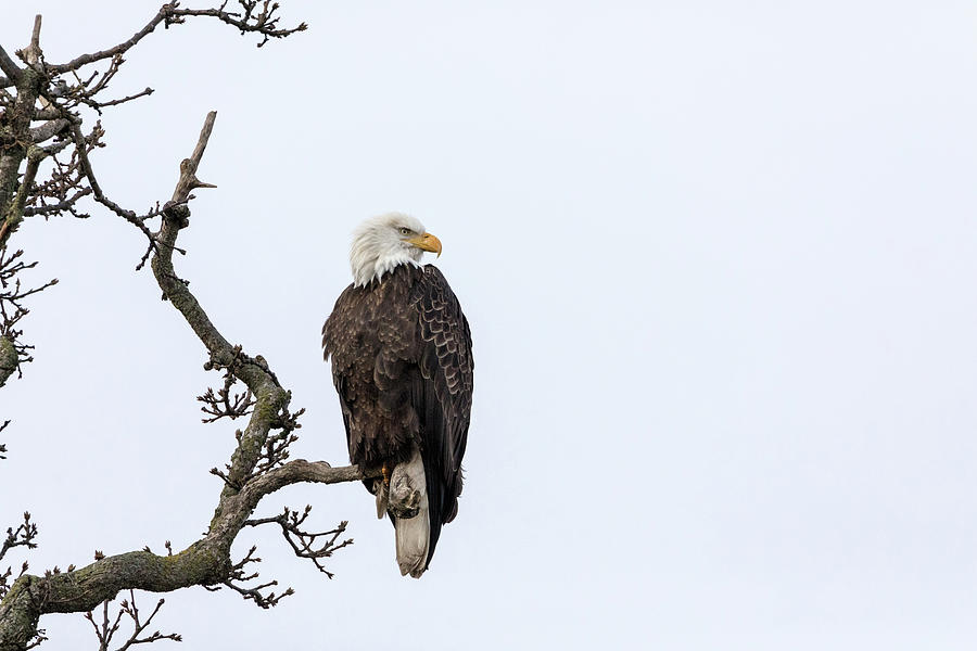 Bald Eagle Perched at Boundary Bay Dyke Photograph by Michael Russell